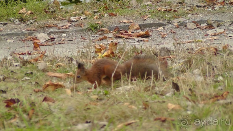 Альбом отзыва "Парк "Александрия" и г. Белая Церковь. Часть I"