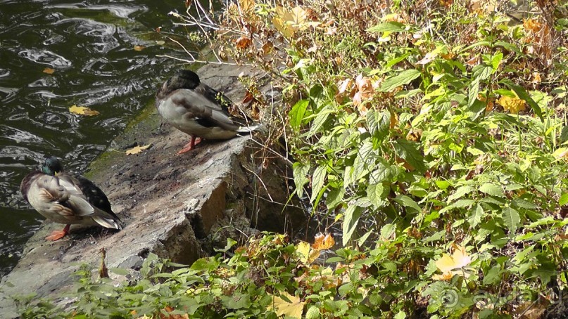 Альбом отзыва "Парк "Александрия" и г. Белая Церковь. Часть I"