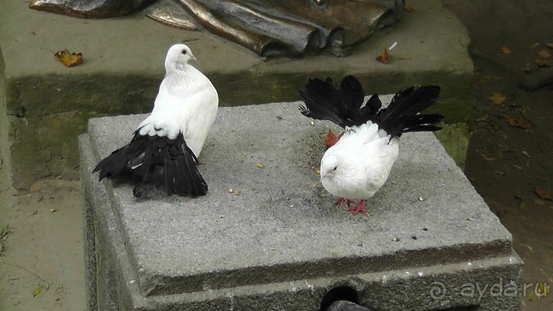 Альбом отзыва "Парк "Александрия" и г. Белая Церковь. Часть I"