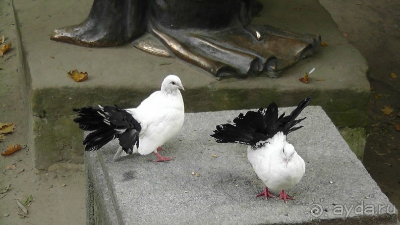 Альбом отзыва "Парк "Александрия" и г. Белая Церковь. Часть I"