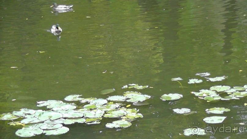 Альбом отзыва "Парк "Александрия" и г. Белая Церковь. Часть I"