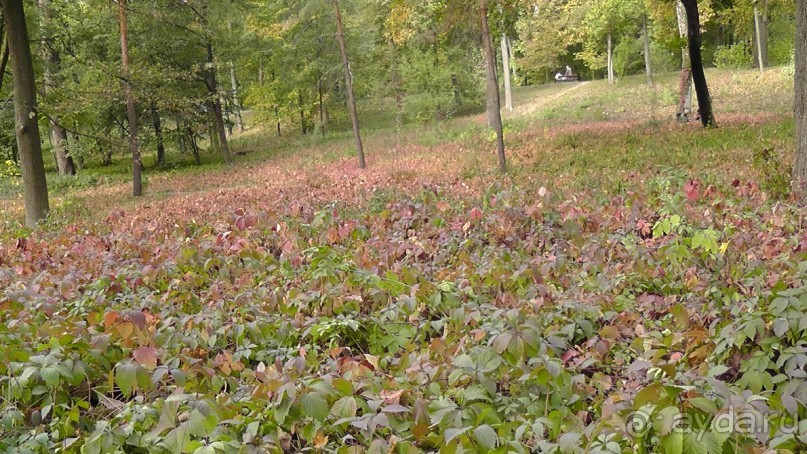 Альбом отзыва "Парк "Александрия" и г. Белая Церковь. Часть I"
