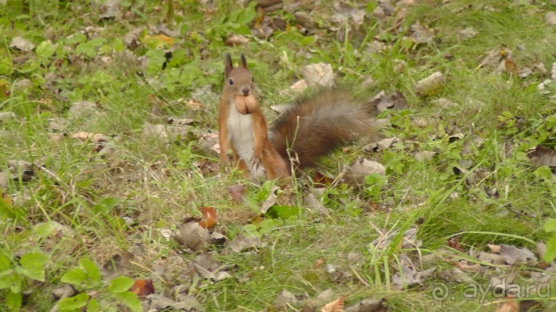 Альбом отзыва "Парк "Александрия" и г. Белая Церковь. Часть I"