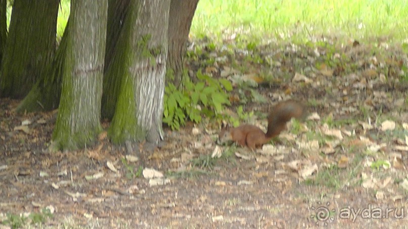Альбом отзыва "Парк "Александрия" и г. Белая Церковь. Часть I"