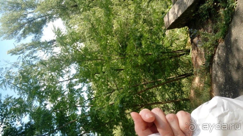 Альбом отзыва "Корсунь-Шевченковский. Дворец и парк последнего принца Речи Посполитой."