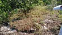 Альбом отзыва "Корсунь-Шевченковский. Дворец и парк последнего принца Речи Посполитой."