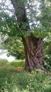 Альбом отзыва "Корсунь-Шевченковский. Дворец и парк последнего принца Речи Посполитой."