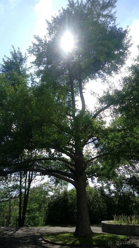 Корсунь-Шевченковский. Дворец и парк последнего принца Речи Посполитой.