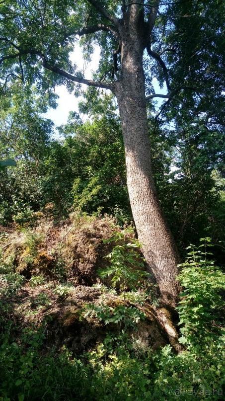 Корсунь-Шевченковский. Дворец и парк последнего принца Речи Посполитой.