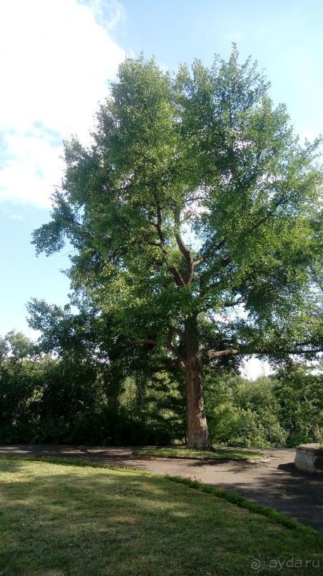 Корсунь-Шевченковский. Дворец и парк последнего принца Речи Посполитой.