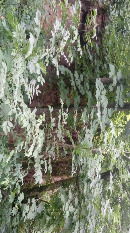 Корсунь-Шевченковский. Дворец и парк последнего принца Речи Посполитой.