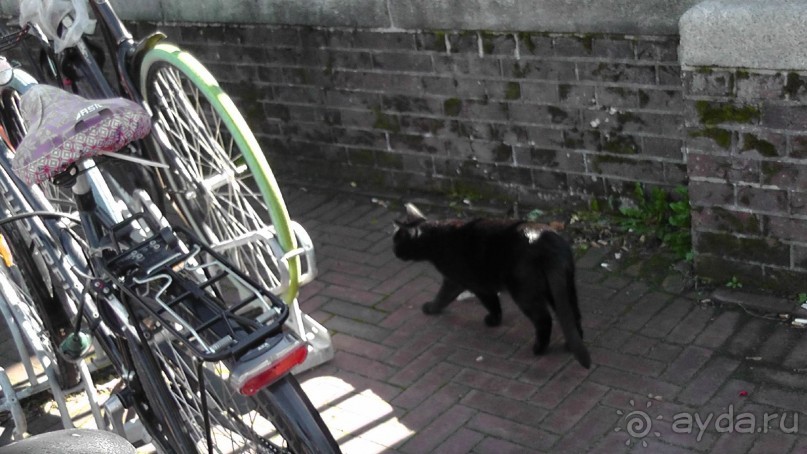 Гаага, Бельгия. «Гулять, так гулять!». Русский флер Гааги.