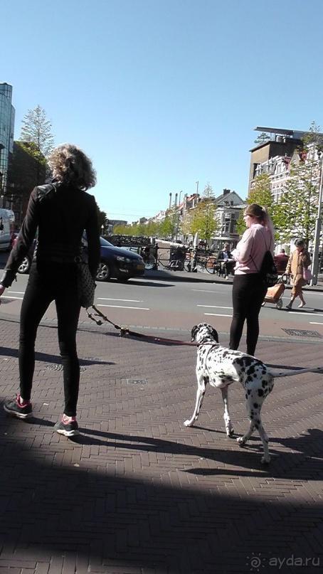 Гаага, Бельгия. «Гулять, так гулять!». Русский флер Гааги.