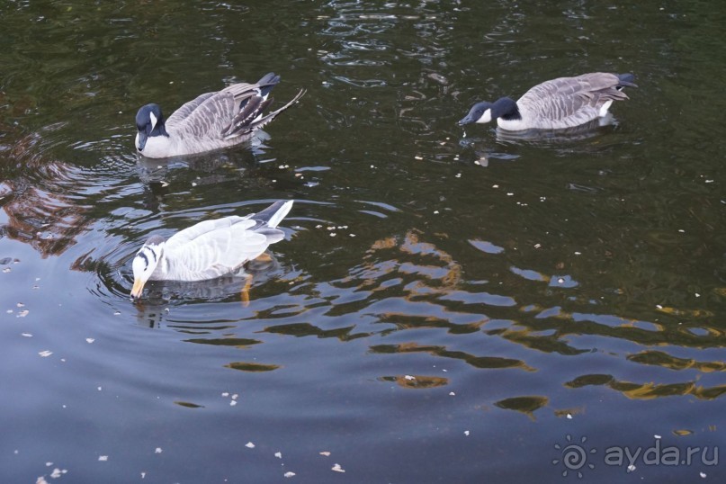 Гаага, Бельгия. «Гулять, так гулять!». Русский флер Гааги.