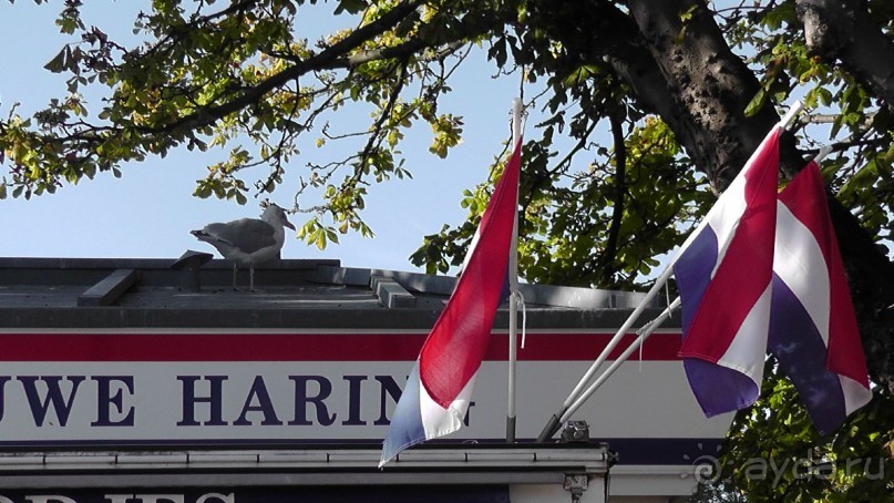 Гаага, Бельгия. «Гулять, так гулять!». Русский флер Гааги.