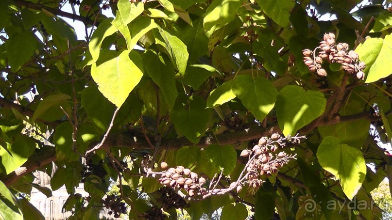 Гаага, Бельгия. «Гулять, так гулять!». Русский флер Гааги.