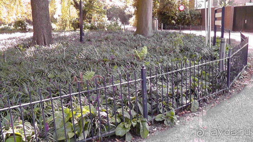 Гаага, Бельгия. «Гулять, так гулять!». Русский флер Гааги.