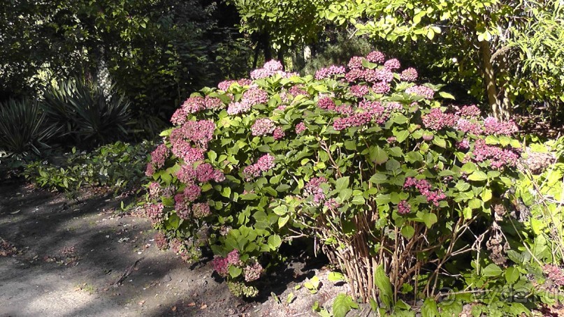 Гаага, Бельгия. «Гулять, так гулять!». Русский флер Гааги.