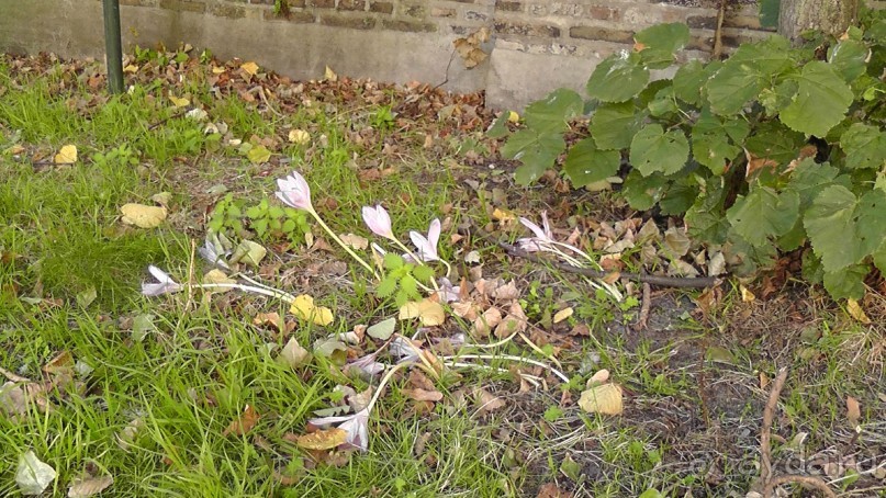 Гаага, Бельгия. «Гулять, так гулять!». Русский флер Гааги.