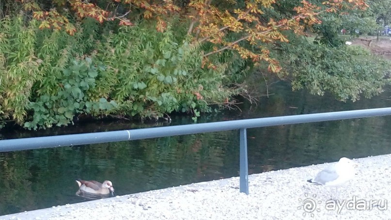 Гаага, Бельгия. «Гулять, так гулять!». Русский флер Гааги.