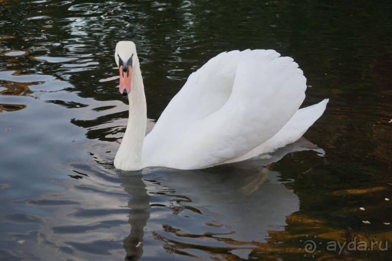Гаага, Бельгия. «Гулять, так гулять!». Русский флер Гааги.