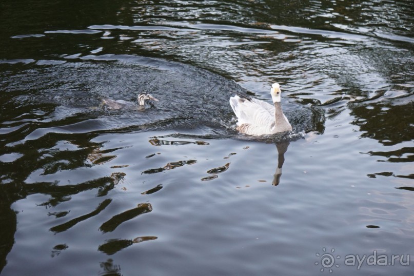 Гаага, Бельгия. «Гулять, так гулять!». Русский флер Гааги.