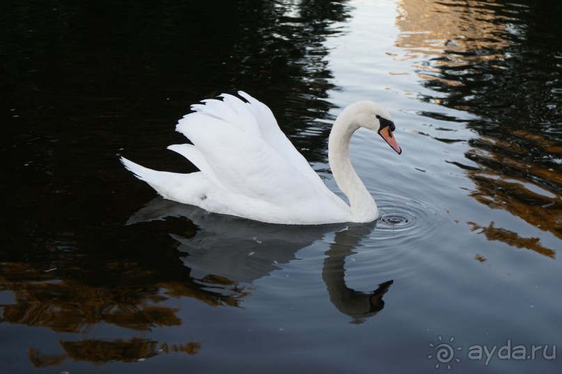 Гаага, Бельгия. «Гулять, так гулять!». Русский флер Гааги.