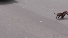 Альбом отзыва "Переяслав-Хмельницкий славный город, город Славы."