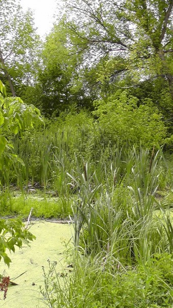 Переяслав-Хмельницкий славный город, город Славы.