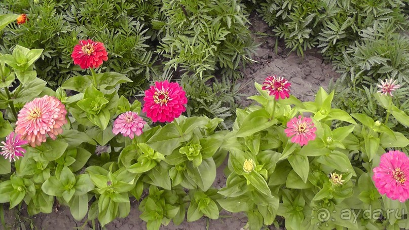 Переяслав-Хмельницкий славный город, город Славы.