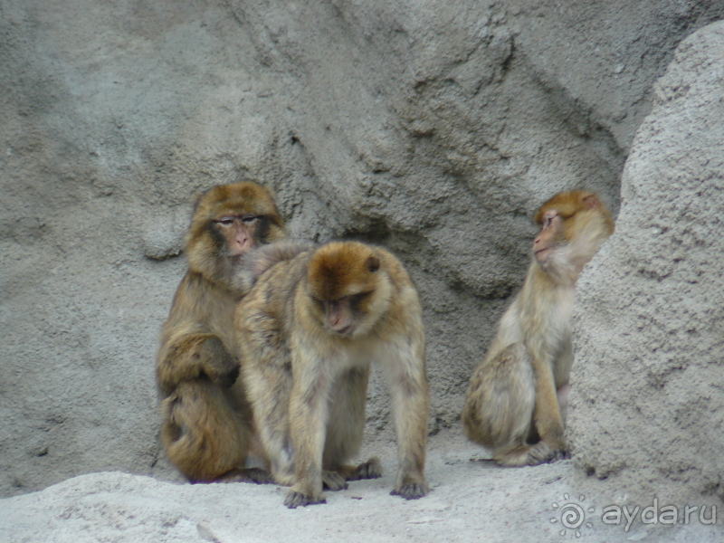 фото El Mouradi Palm Marina