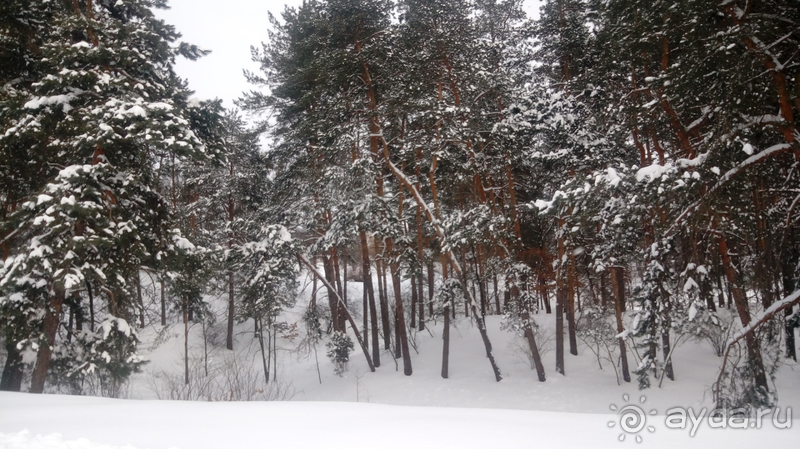 Киев, Ботанический сад. Весна-лето, осень-зима, а в середине Вечность! Зима.