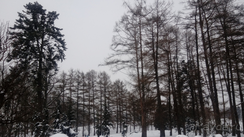 Киев, Ботанический сад. Весна-лето, осень-зима, а в середине Вечность! Зима.