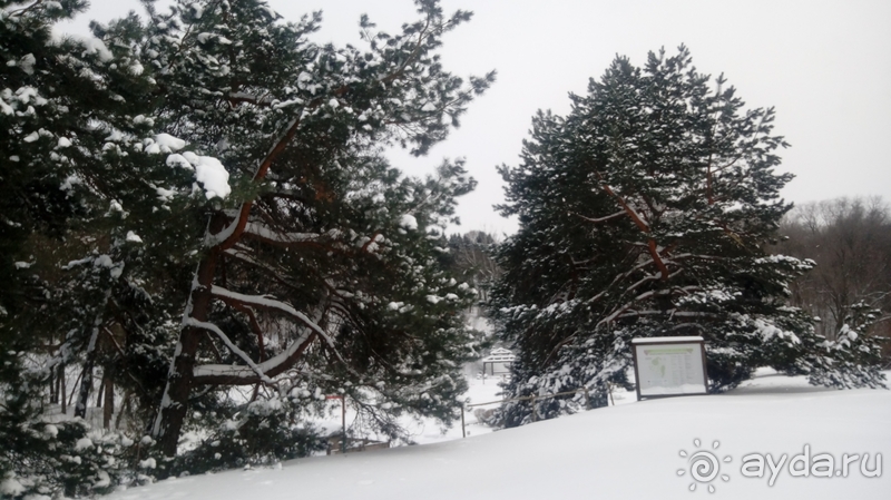 Киев, Ботанический сад. Весна-лето, осень-зима, а в середине Вечность! Зима.