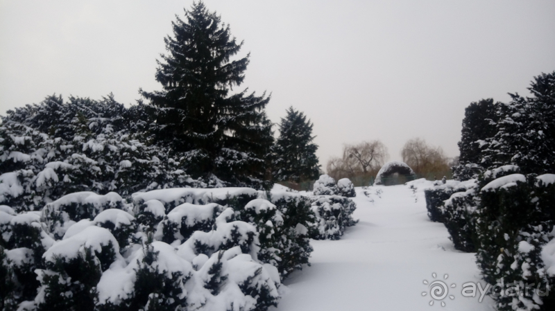Киев, Ботанический сад. Весна-лето, осень-зима, а в середине Вечность! Зима.