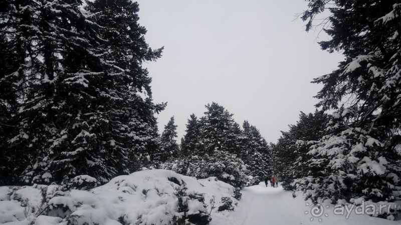 Киев, Ботанический сад. Весна-лето, осень-зима, а в середине Вечность! Зима.
