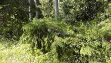 Парк Тростянец - зеленый памятник человеческому труду и природе.
