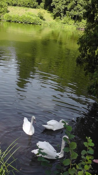 Парк Тростянец - зеленый памятник человеческому труду и природе.