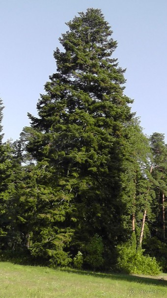 Парк Тростянец - зеленый памятник человеческому труду и природе.