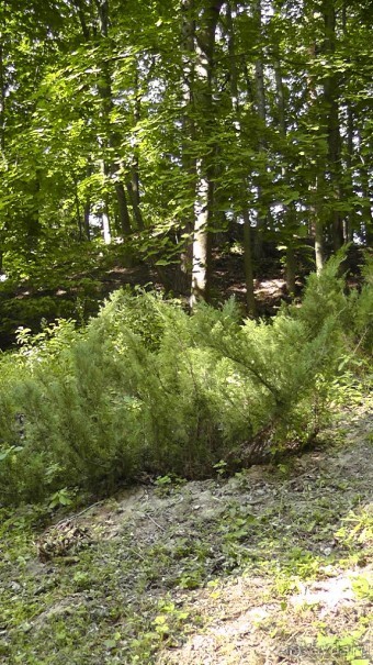 Парк Тростянец - зеленый памятник человеческому труду и природе.