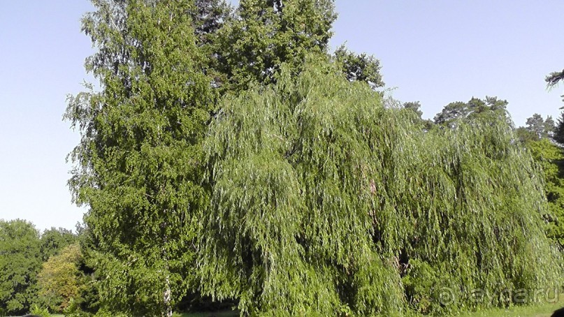 Парк Тростянец - зеленый памятник человеческому труду и природе.