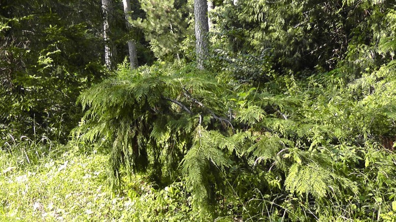 Парк Тростянец - зеленый памятник человеческому труду и природе.