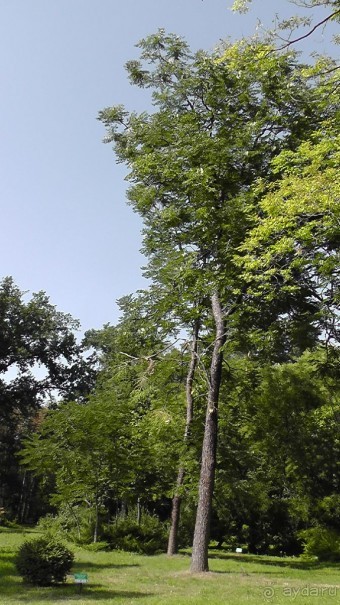 Парк Тростянец - зеленый памятник человеческому труду и природе.