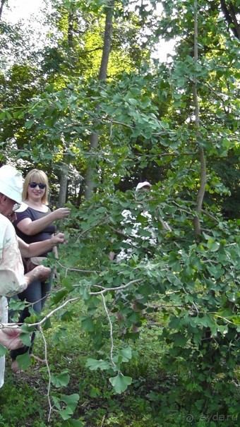 Парк Тростянец - зеленый памятник человеческому труду и природе.