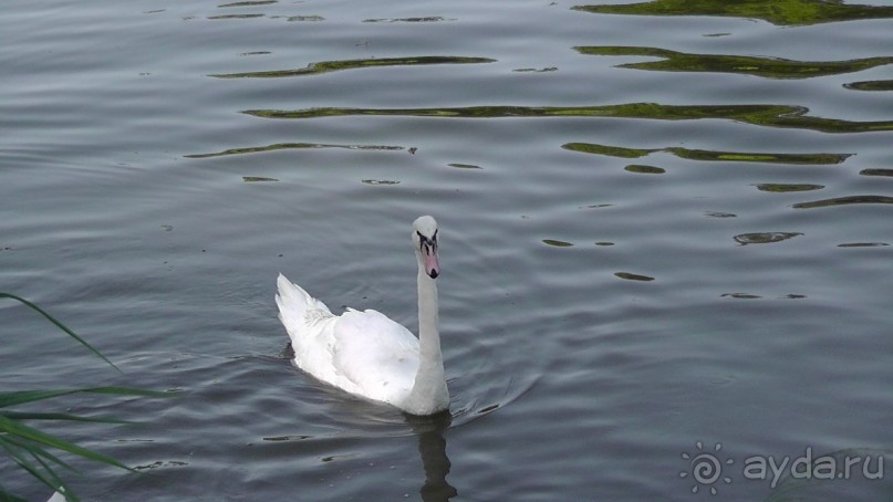 Парк Тростянец - зеленый памятник человеческому труду и природе.