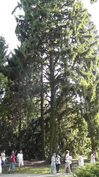 Парк Тростянец - зеленый памятник человеческому труду и природе.