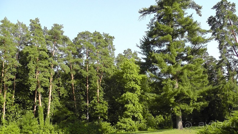 Парк Тростянец - зеленый памятник человеческому труду и природе.