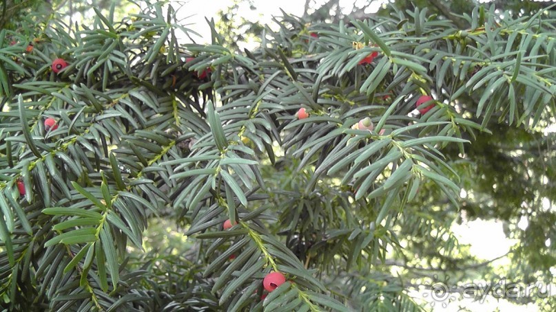 Парк Тростянец - зеленый памятник человеческому труду и природе.
