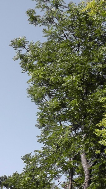 Парк Тростянец - зеленый памятник человеческому труду и природе.