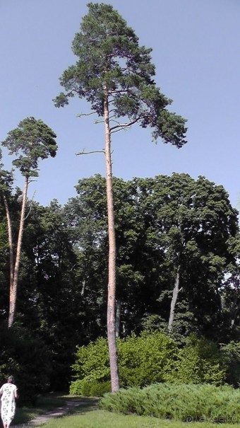Парк Тростянец - зеленый памятник человеческому труду и природе.
